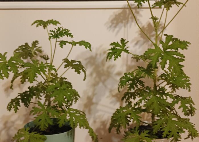 Grajewo ogłoszenia: Sprzedam ,,anginki'' dwie szt. 40 cm. i 50 cm. 25 zł za szt .z...